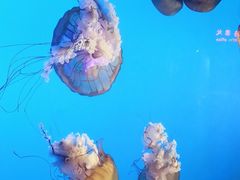 -太平洋海底世界