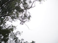 -洪馨椰子