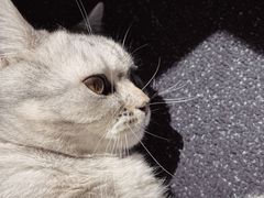 -宠爱国际动物医院·消化内科·心肾内科·ISFM猫友好(望京店)