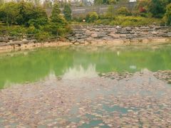 -铁山坪森林公园