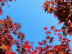 -广州市帽峰山景区