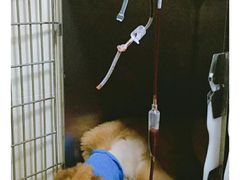 -谐和益家动物医院·免疫绝育·血液透析·宠保定点医院(高新伊藤分院)
