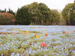 -上海滨江森林公园