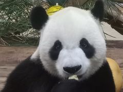 -海南热带野生动植物园