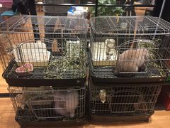 -藦茜花园宠物主题亲子互动体验馆(国顺东路店)