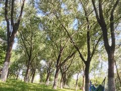 -永定河休闲森林公园