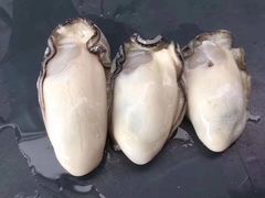 -Oyster Talks 四度蚝法餐厅