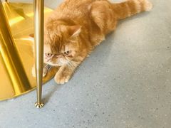 -飞行喵MR PILOT|猫舍·猫咖(静安大融城店)