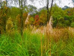 -西湖风景区-江洋畈生态公园