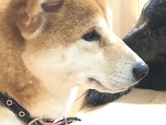 -是阿柴呀！柴犬咖啡·爱喵喵猫咖