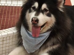 -和它·交个朋友·狗咖猫咖(爱琴海店)