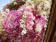 -深圳国际园林花卉博览园