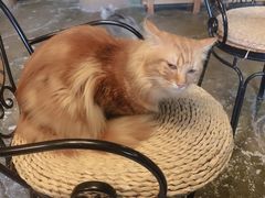 -猫猫幼稚园·撸猫·桌游·电玩