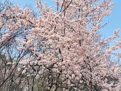 -洛阳市隋唐城遗址植物园
