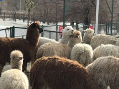 -新疆天山野生动物园