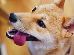 -柴犬高等学院·狗咖·柴犬售卖·宠物训练