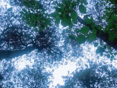 -铁山坪森林公园