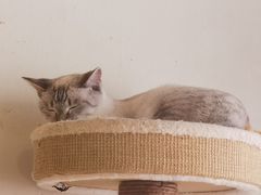 -藏猫猫咖啡主题馆(中央大道店)