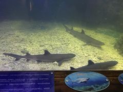 -上海长江河口科技馆