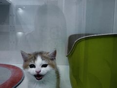 -青奢宠物·青奢猫舍