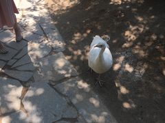 孔雀-西安世博园