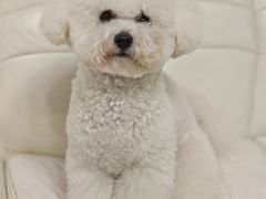 -翊宠yipet猫狗购宠庄园犬舍•猫舍