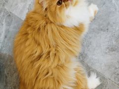-More Fun猫咖 二十只万元加菲主题