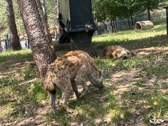 -大连森林动物园