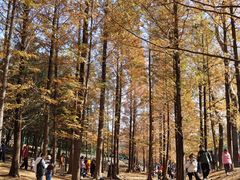 -白水寺森林公园