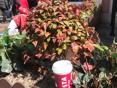 -COSTA COFFEE(上海虹口公园店)