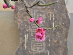 -香雪海