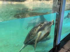 -珠海长隆海洋王国