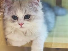 -momokira米努特·德文卷毛猫·棉花面纱犬