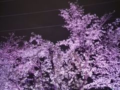 -西北湖绿化广场