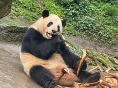 -都江堰中华大熊猫苑