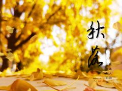 -三里屯东五街银杏大道