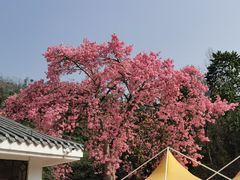-珠海圆明新园