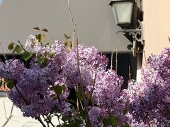 -斯普瑞斯奥特莱斯