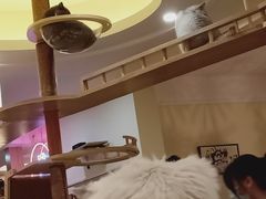 -滚猫咖啡·猫咖·猫友好撸猫(未来城店)