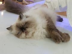 -喵园·猫主题咖啡厅·撸猫·猫咖(国贸店)