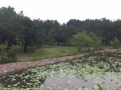 -御林古桑园