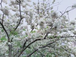 -北京嘉禾医疗