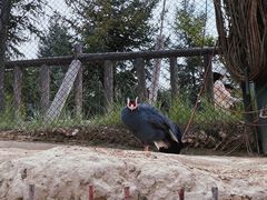 -青藏高原野生动物园