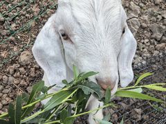 -同銮特种养殖场·龙虾垂钓