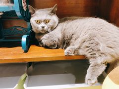 -逗柴咖啡屋·狗咖猫咖宠物桌游