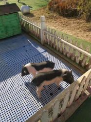 -萌宠亲子动物乐园(槐房万达店)