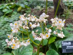 -中国科学院华南植物园