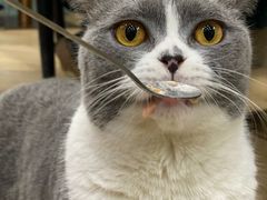 -安格丽娜·狗咖·猫咖羊驼咖(春熙路百盛商场店)