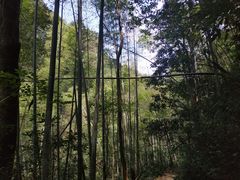 -江西阳明山国家森林公园