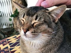 -喵屿·大理花园猫咖